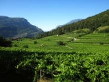 Foto di viti e montagna in Trentino