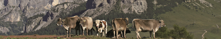 Rilevazione prezzi carcasse bovini adulti (settimanale) - Camera di Commercio di Trento