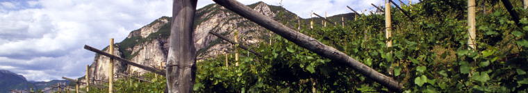 Menzioni vigna e sinonimi - Camera di Commercio di Trento Menzioni vigna e sinonimi - Camera di Commercio di Trento