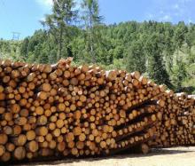 Elenco provinciale delle imprese forestali - Camera di Commercio di Trento