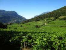 Vignaioli di montagna. Trentino e Alto Adige in degustazione - Camera di Commercio di Trento